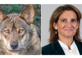 La RFEC solicita al MITECO que apoye la propuesta de la Comisión Europea para flexibilizar el estatus de protección del lobo
