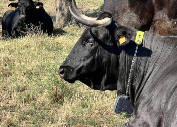 La Comunidad de Madrid ensaya tecnología puntera con GPS e imágenes por satélite que mejoran el rendimiento de los pastos del ganado extensivo