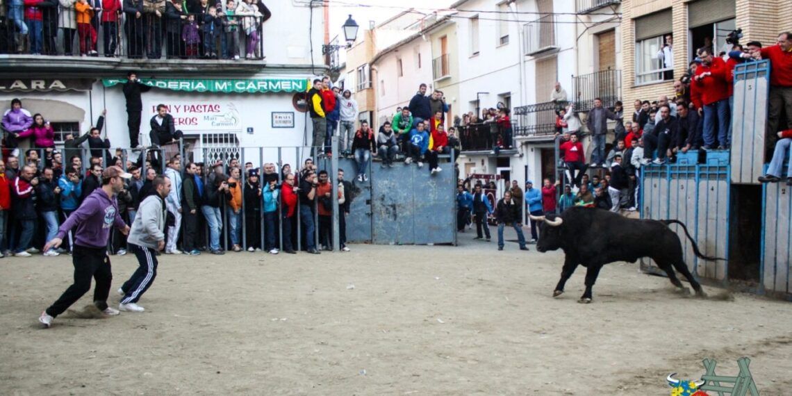 Estos son los toros nominados a «mejor juego» en la temporada 2025 de bous al carrer