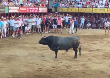 El toro de la Peña La Geta, de José Luis Bertol, cierra los Sanjuanes en Coria: bien presentado pero reservón tanto en la plaza como en las calles