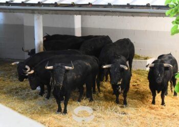 Los novillos de Pincha desembarcados en los corrales de la plaza de toros de Pamplona