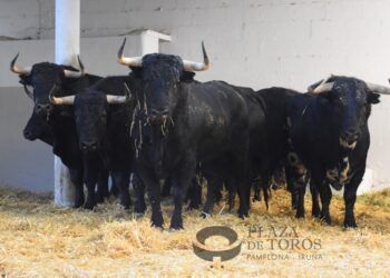 En imágenes, la novillada de Pincha que ya descansa en los corrales de la plaza de toros de Pamplona