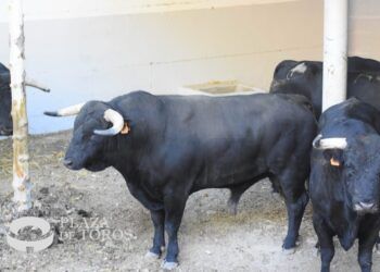 Llegan los primeros toros a los Corrales del Gas: la corrida de Victoriano del Río ya descansa en Pamplona