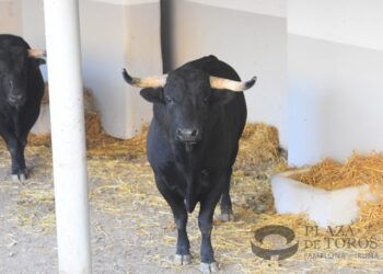 Llegan los primeros toros a los Corrales del Gas: la corrida de Victoriano del Río ya descansa en Pamplona
