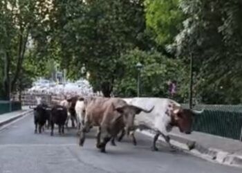 Los toros de Fuente Ymbro completan el primer encierrillo en Pamplona: por detrás de los bueyes y dejándose ver a los lados