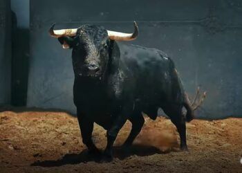 En vídeo, el desembarque de los toros de El Capea y Carmen Lorenzo para la gran final de la Copa Chenel en Las Ventas