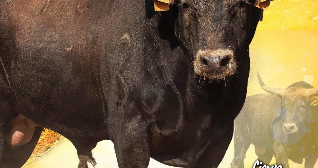 GALERÍA | Así son los toros de Concepción Quijano y Vinhas para la gran final de la Liga del Corte Puro 2026