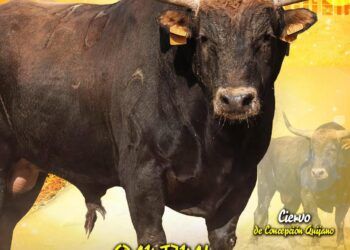 GALERÍA | Así son los toros de Concepción Quijano y Vinhas para la gran final de la Liga del Corte Puro 2026