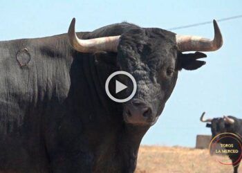 VÍDEO | Miura vuelve a Huelva medio siglo después: así es la corrida reseñada en Zahariche