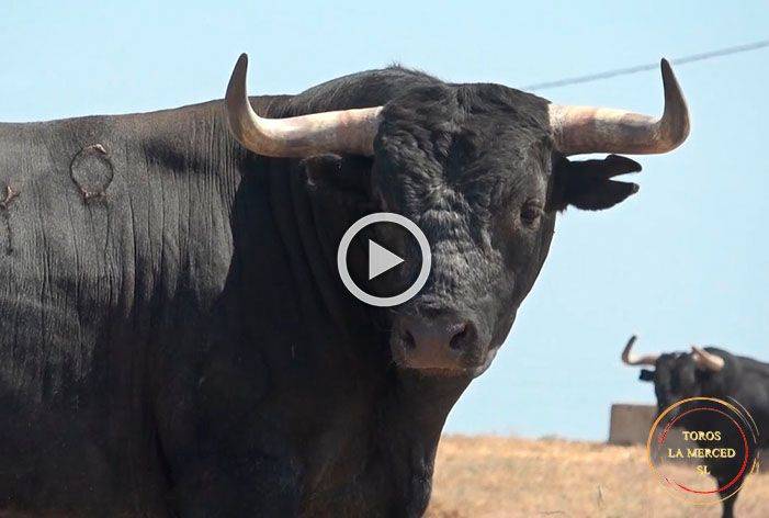 VÍDEO | Miura vuelve a Huelva medio siglo después: así es la corrida reseñada en Zahariche