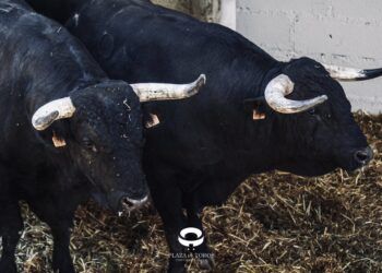 ACTA DE DESEMBARQUE | Estos son los datos de los toros de El Capea y Carmen Lorenzo para la corrida de rejones en Pamplona