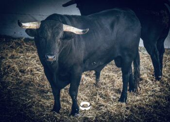 ACTA DE DESEMBARQUE | Estos son los datos de los toros de El Capea y Carmen Lorenzo para la corrida de rejones en Pamplona