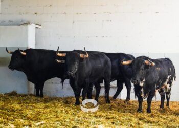 ACTA DE DESEMBARQUE | Estos son los datos de los novillos de Pincha desembarcados en Pamplona