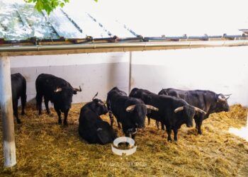 ACTA DE DESEMBARQUE | Estos son los datos de los novillos de Pincha desembarcados en Pamplona