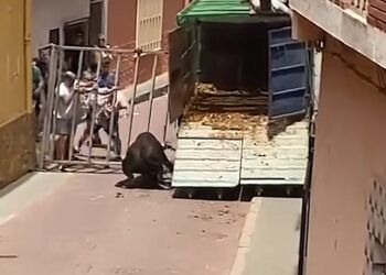VÍDEO | Se escapa un toro y varias vacas en el encierro de Gátova (Valencia): abatido el toro y máxima precaución todavía con las vacas en el municipio