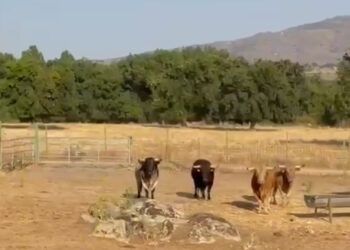 VÍDEO | Así son los toros reseñados para los encierros de las fiestas de Cuéllar 2026
