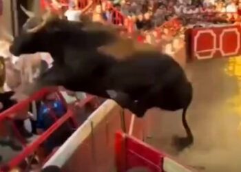 VÍDEO | Gran susto en Cadreita: un capón de Arriazu salta al tendido de la plaza de toros