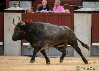 Esta es la causa por la que el toro de Adolfo Martín no podrá ser lidiado en la encerrona de Daniel Luque en Mont-de-Marsan