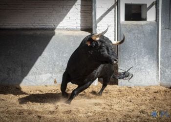 VÍDEO | Así es la corrida de El Capea y Carmen Lorenzo para la final de la Copa Chenel en Las Ventas