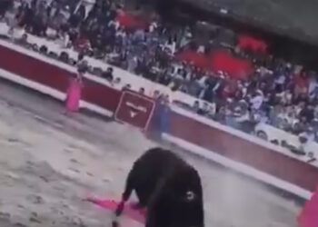 VÍDEO | Grave cornada en el cuello a El Niño de Las Monjas en Perú: impactantes imágenes y una cuestionada atención sanitaria