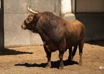 VÍDEO | Así ha sido el espectacular desembarque de los toros de Pedraza de Yeltes para mañana, jueves, en la plaza de Las Ventas