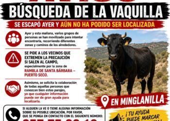 Buscan a una vaquilla que se escapó del encierro de Minglanilla (Cuenca): piden extremar las precauciones