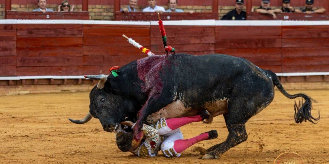 PARTE MÉDICO | Escribano, herido por un miura en Huelva: sometido a una reconstrucción de la porción superior del lóbulo auricular