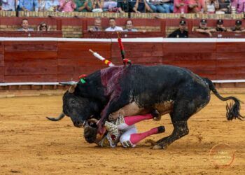 PARTE MÉDICO | Escribano, herido por un miura en Huelva: sometido a una reconstrucción de la porción superior del lóbulo auricular