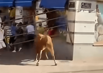 VÍDEO | Un toro se escapa del recorrido durante el encierro de Cantalejo y una mujer resulta herida