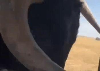 VÍDEO | Un toro embiste a un coche, rompe una ventanilla y queda atrapado con el pitón en el encierro de Iriépal (Guadalajara)