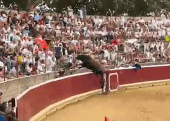 VÍDEO | Un toro salta hasta tres veces al callejón durante el concurso de recortadores de Tafalla (Navarra)