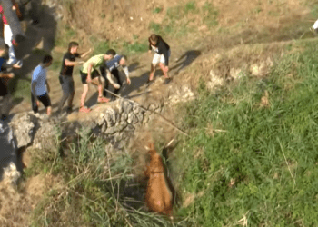 VÍDEO | Caótico quinto encierro en el Pilón de Falces con reses de Eulogio Mateo: una vaca cae por el terraplén y el encierro deja siete heridos