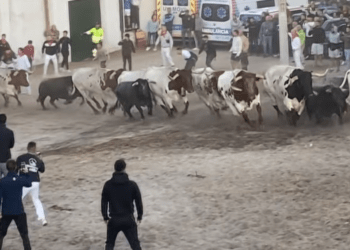 Los toros de Partido de Resina protagonizan un encierro limpio, bonito y con los seis toros -por fin- llegando a la plaza de Cuéllar