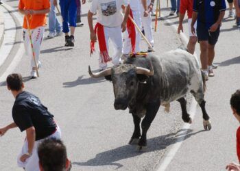Estas son las ganaderías para los encierros y festejos taurinos con motivo de las fiestas en honor a la Virgen de la Peña en Tordesillas