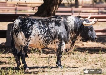 VÍDEO | En imágenes, los toros de Garcigrande para las Corridas Generales 2026 en Bilbao