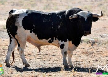 GALERÍA | En imágenes, los toros de Monteviejo para el concurso de recortadores en Villaseca de la Sagra