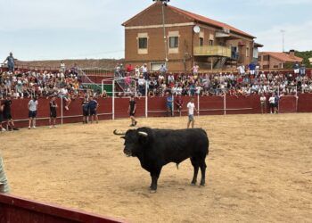 Rueda disfruta de un noble toro de Cebada Gago, en la suelta del Toro del Verdejo