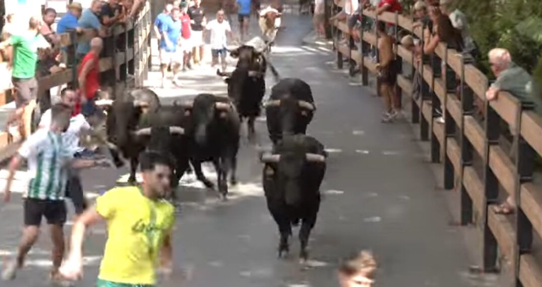 En vídeo, el encierro con reses de la ganadería de Hnos. Colomer en La Vall d’Uixó (Castellón)