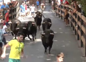 En vídeo, el encierro con reses de la ganadería de Hnos. Colomer en La Vall d’Uixó (Castellón)
