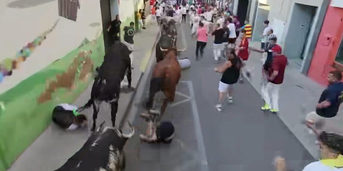 Seis corredores heridos y un corneado en las sueltas posteriores al encierro con toros de Espartaco en La Vall d’Uixó