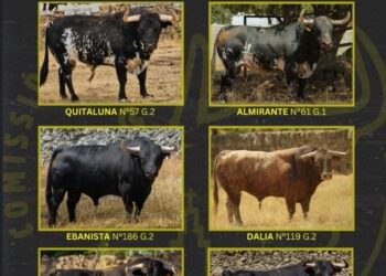 Museros celebrará mañana un encierro con seis toros cerriles de la ganadería de Victoriano del Río