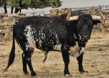 VÍDEO | Así son los toros de Victoriano del Río para el encierro de mañana en Museros
