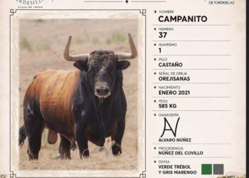 Tordesillas presenta al Toro de la Vega 2026: “Campanito, un imponente toro de la ganadería de Álvaro Núñez