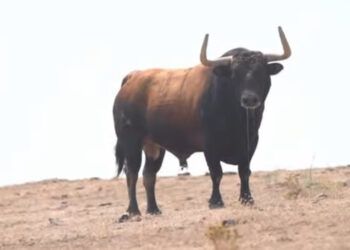 VÍDEO | Así es el Toro de la Vega 2026 para Tordesillas: serio ejemplar de la ganadería de Álvaro Núñez