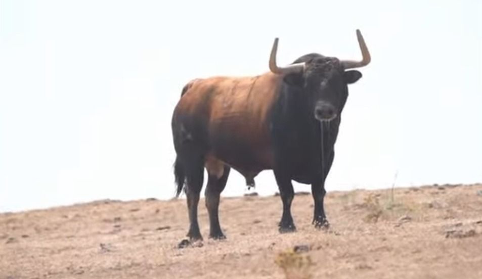 VÍDEO | Así es el Toro de la Vega 2026 para Tordesillas: serio ejemplar de la ganadería de Álvaro Núñez