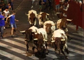 San Sebastián de los Reyes celebrará una suelta de reses tras la tradicional cabestrada como gran novedad en la programación