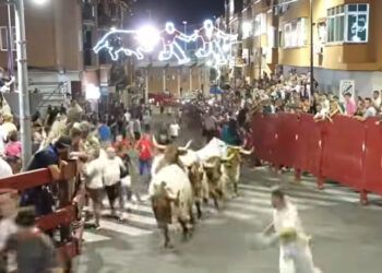 VÍDEO | San Sebastián de los Reyes celebra con éxito la tradicional cabestrada y la primera capea con dos toros de Peña de Francia