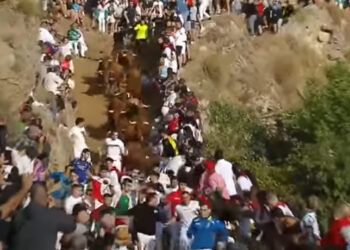 VÍDEO | Un corredor herido trasladado al hospital en el séptimo encierro del Pilón de Falces con reses de Juan José Laparte
