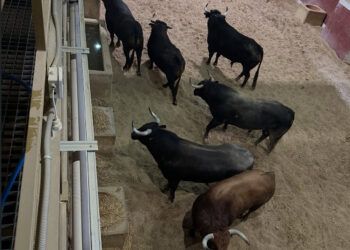 VÍDEO | Los toros de Hermanos Tardieu reseñados para el primer encierro en San Sebastián de los Reyes desembarcados en los corrales de suelta