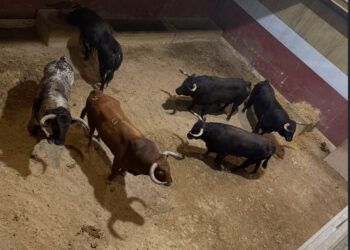 VÍDEO | Desembarcados los toros de Zalduendo para el tercer encierro de las fiestas de San Sebastián de los Reyes 2026